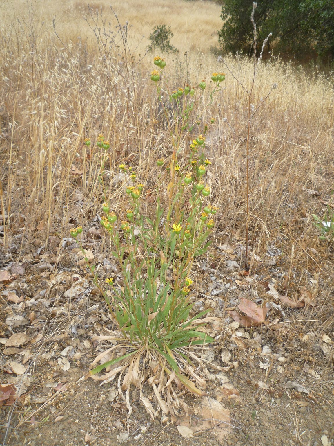 High Resolution Helianthus gracilentus Plant